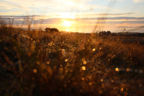 Morning Light