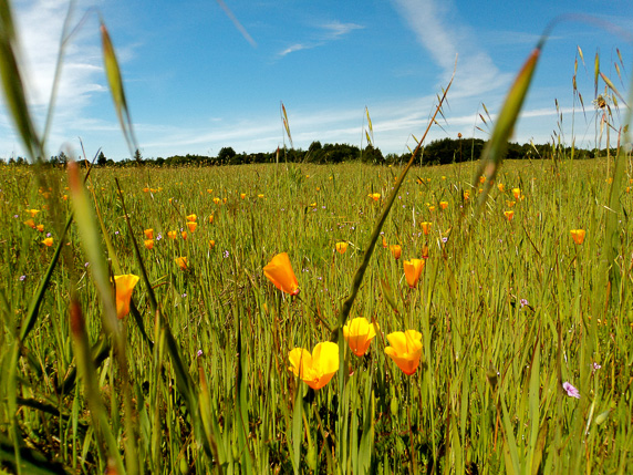 Poppies