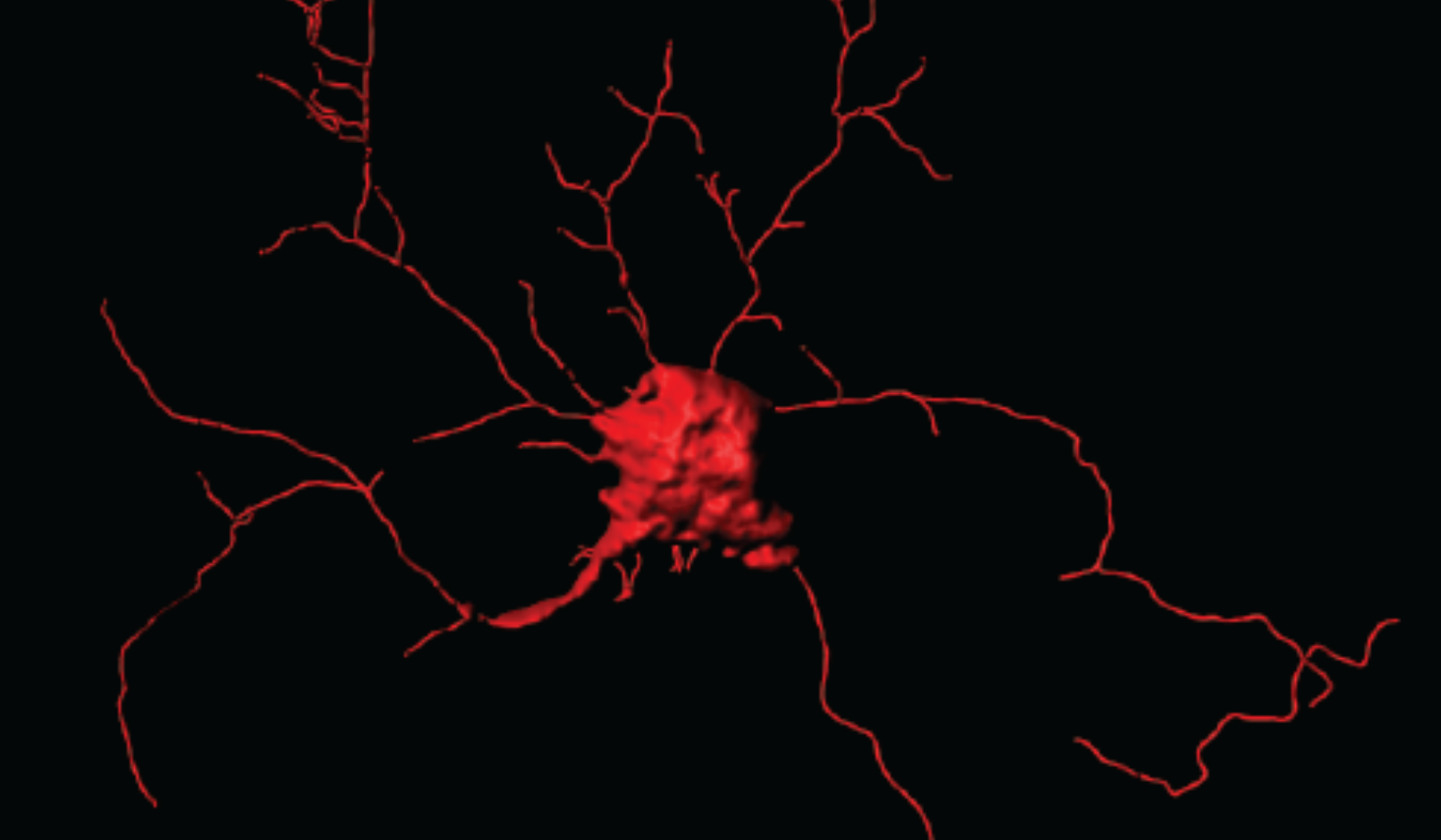 A computer rendering of a parvalbumin-positive neuron, which researchers were able to produce in large quantities for the first time in in-vitro models.