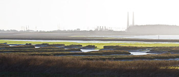 Elkhorn Slough