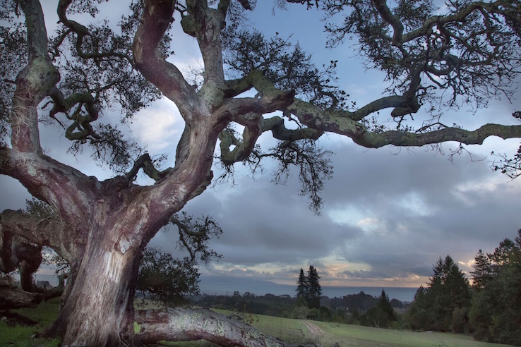 Oak, Clearing Storm