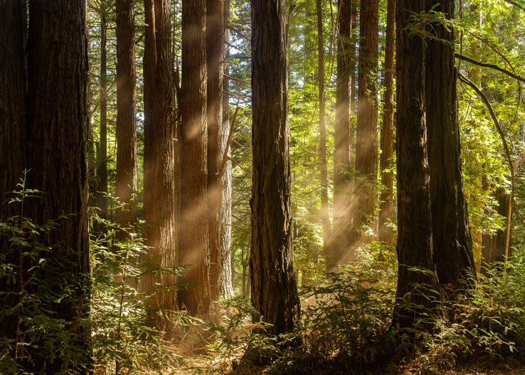 Santa Cruz Forest Vignette I