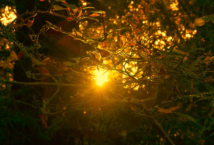 Golden Web