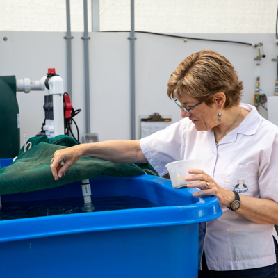 A woman sprinkles food from a container into the top of a fish tank