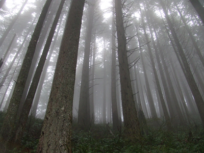 Foggy trees