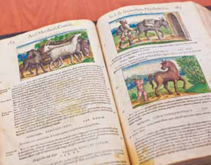Illustrated-book