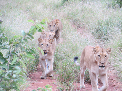 Lions