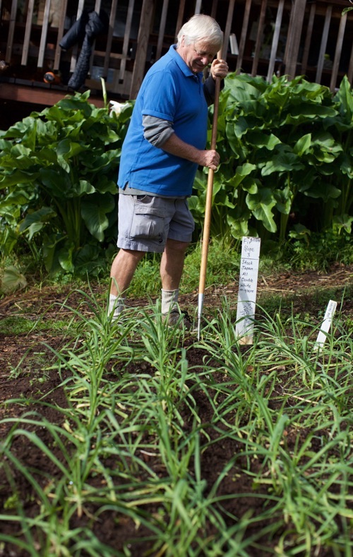 More than 100 varieties of apples thrive in the Alan Chadwick Garden, where more than 250 varieties of peppers have been grown over the years, says Orin Martin. (Photo by Elizabeth Birnbaum.)