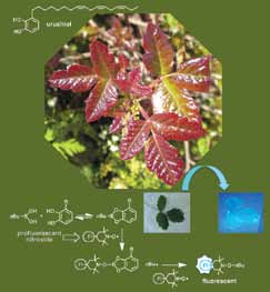 Poison oak