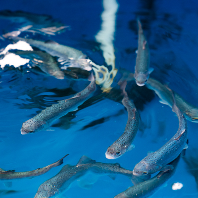 Rainbow trout swim in a blue aquaculture tank