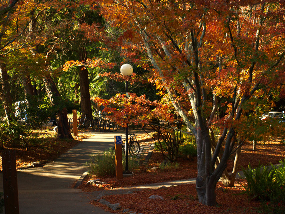 Fall Colors