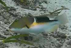 Tool-using fish