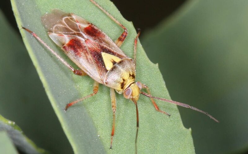 Pest prediction and management improved with better modeling