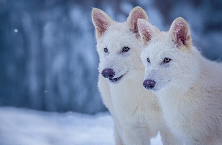 Ancient DNA research aids de-extinction efforts and reveals surprising dire wolf ancestry