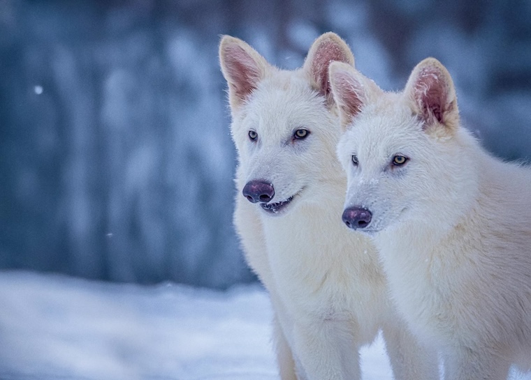 White wolves Romulus and Remus in the snow