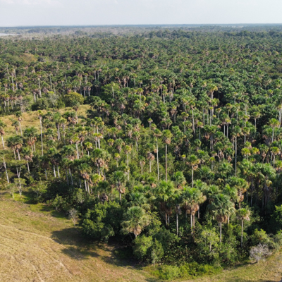aerial view of a palm swamp peatland in Colombia