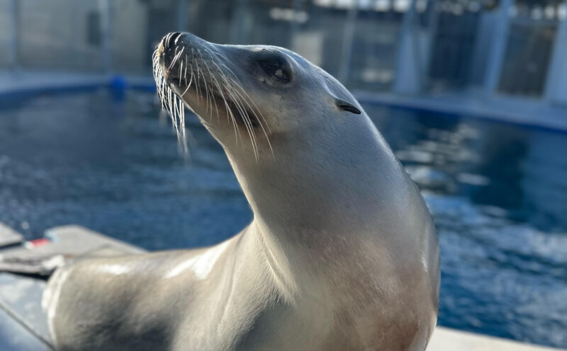 Rhythmically trained sea lion returns for an encore—and performs as well as humans