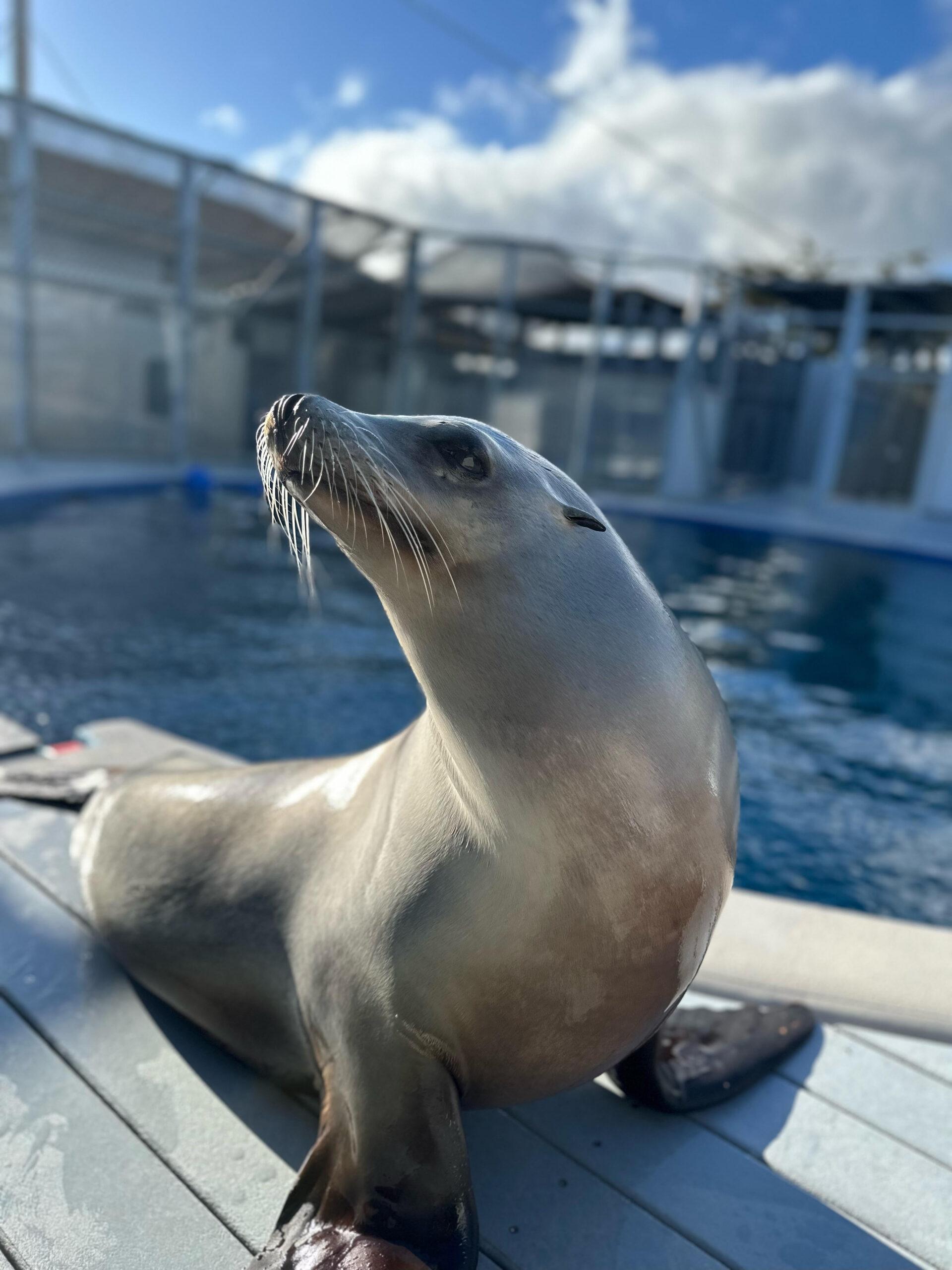 Ronan the sea lion looking up beside pool