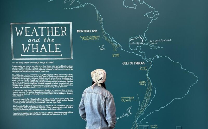 Whales and the stories they carry about climate change are the subject of new art and science exhibition at the IAS