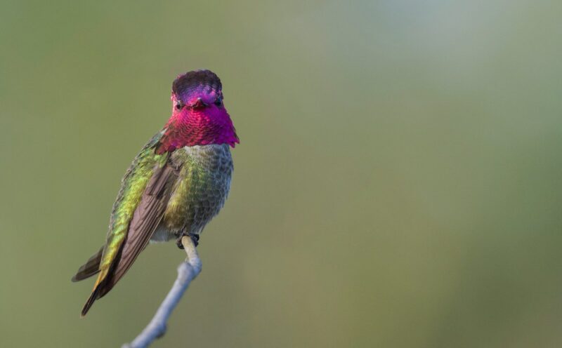 Rethinking climate adaptation: Researchers call for a holistic approach to species on the move
