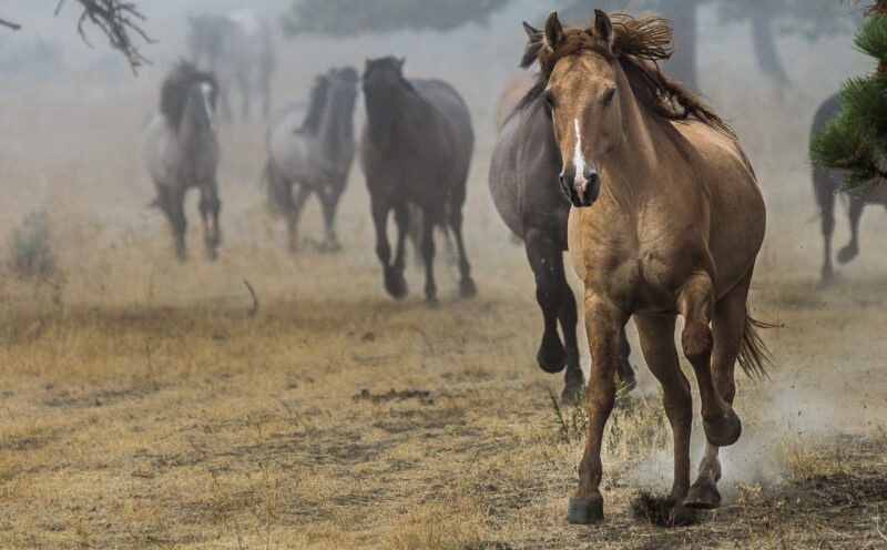 Following Late Pleistocene horse migration toward our sustainable future