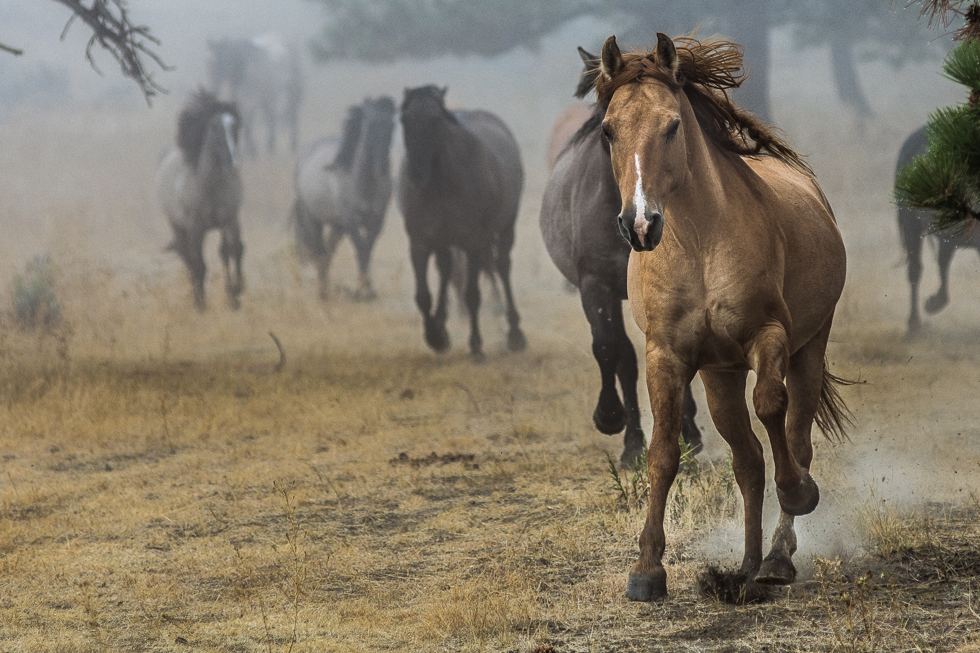 Wild horses running on an open field