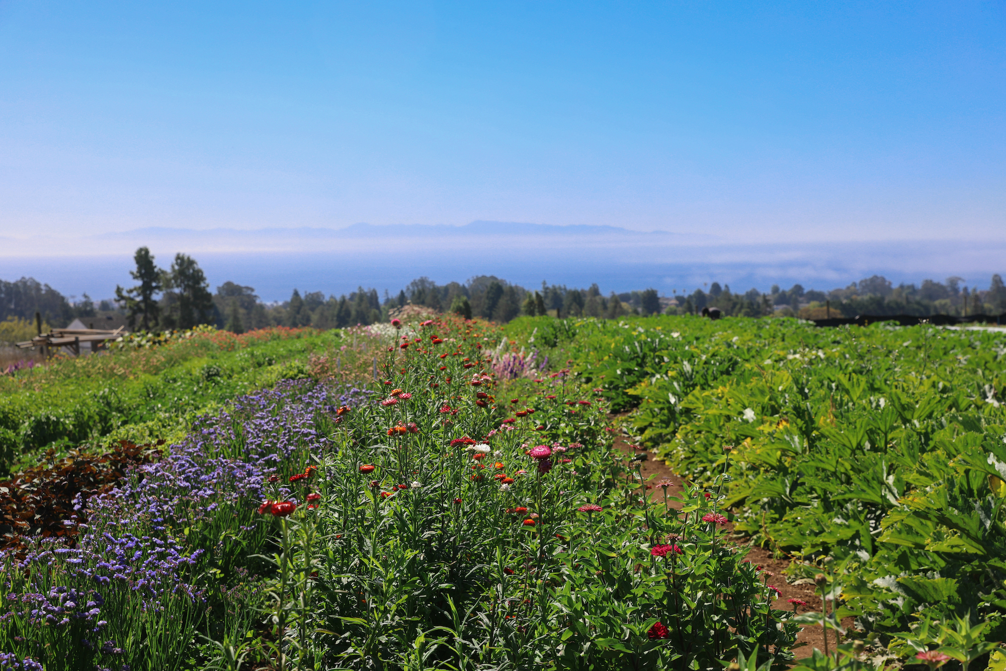 Flowers bloom at the UC Santa Cruz Farm