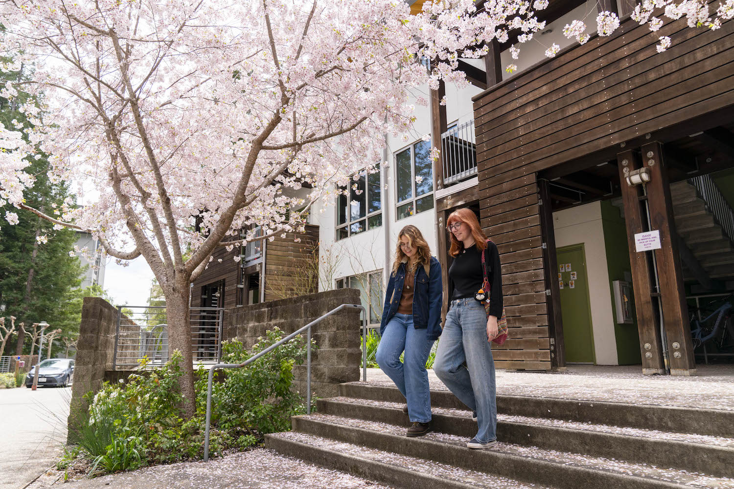 Cherry trees blooming at Porter College