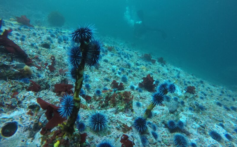 A data-driven model to help avoid ecosystem collapse