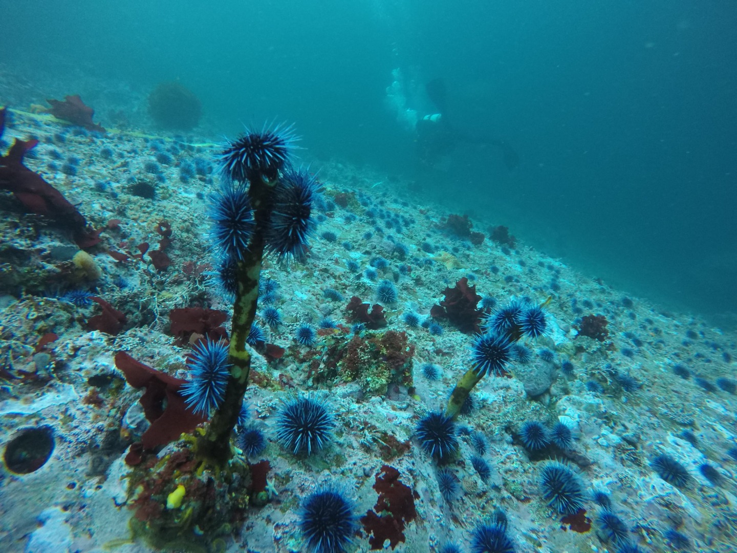 Urchins swarming kelp rooted to seafloor
