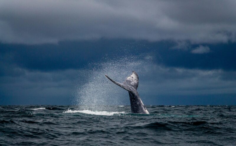 UN-backed research team shows benefits of tracking ocean giants for marine conservation