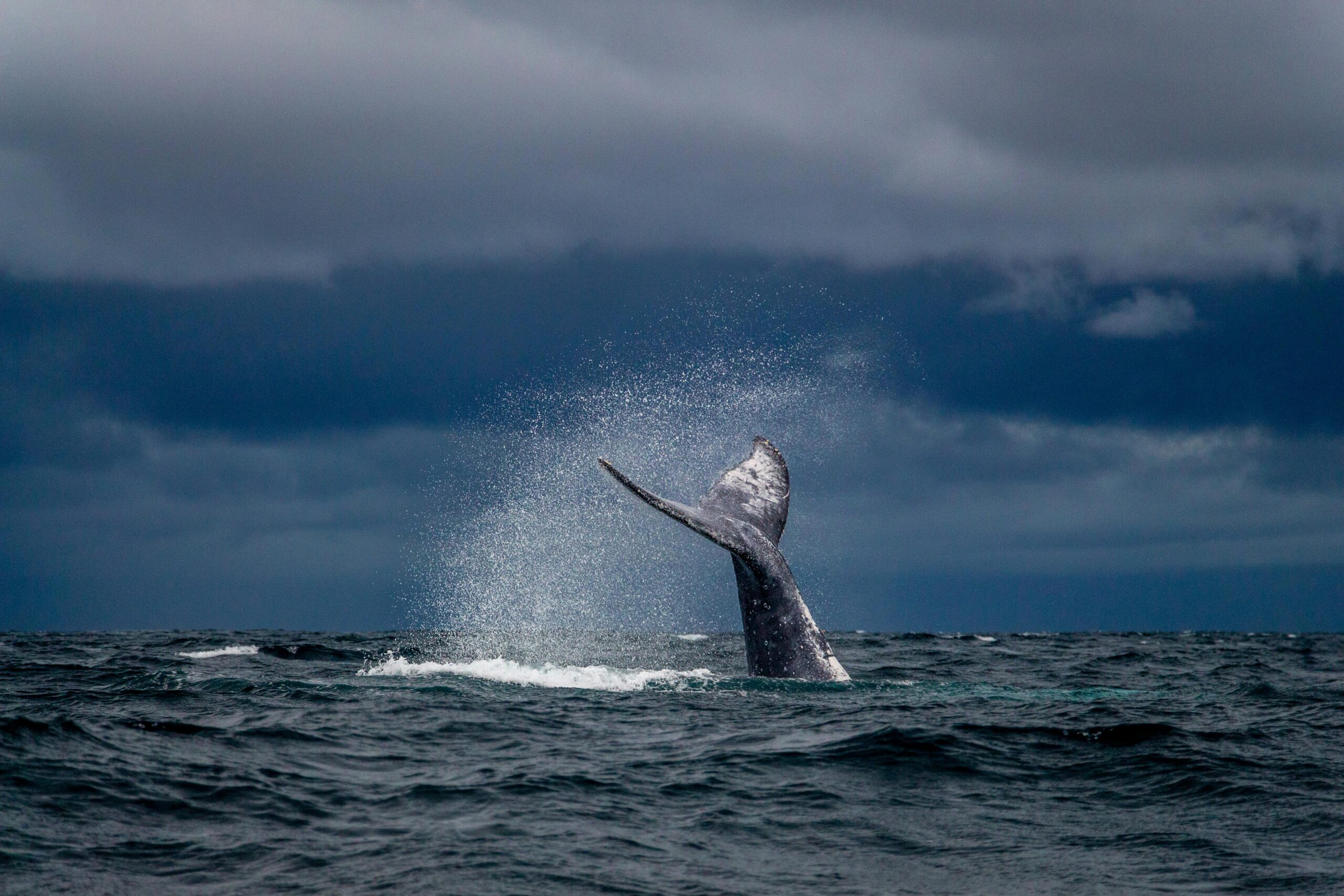 Whale tail appears in the open ocean