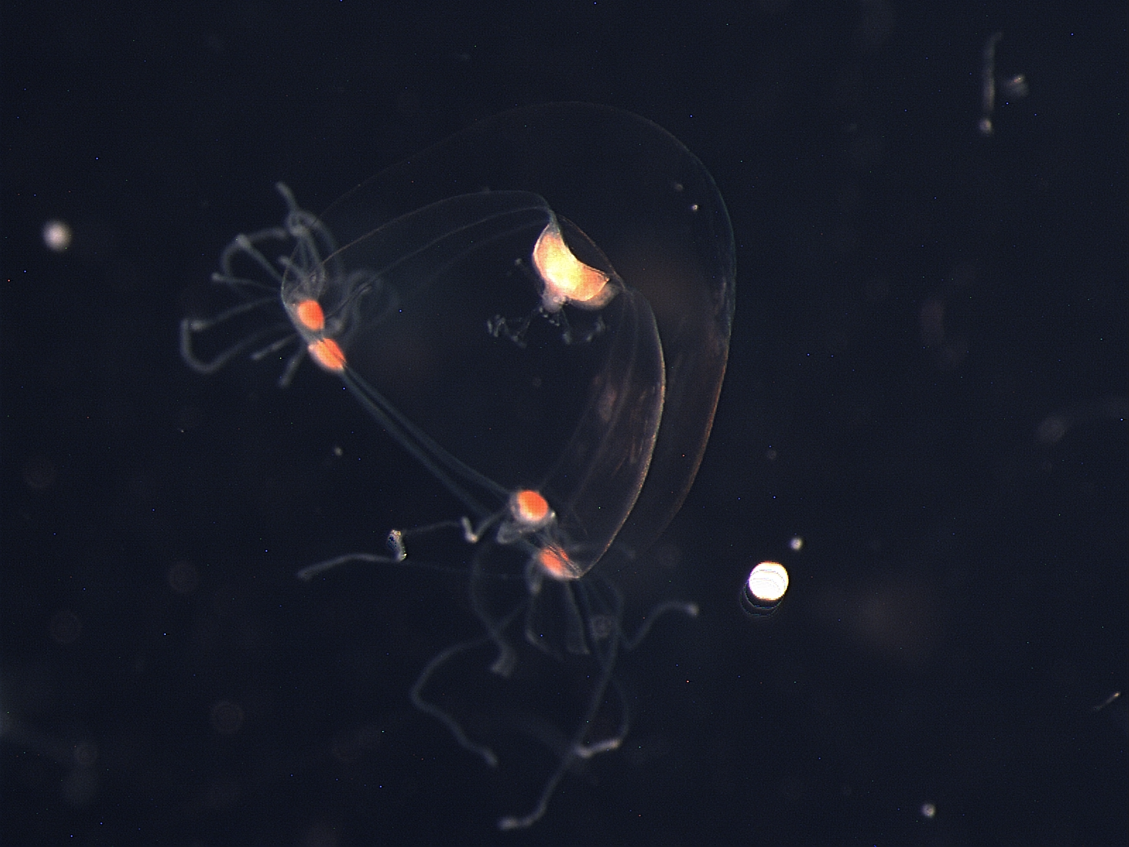 Genome of a 28-eyed jellyfish could provide insight on evolution of vision