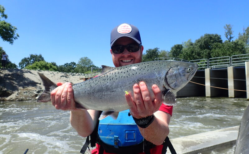 Here’s how we help an iconic California fish survive the gauntlet of today’s highly modified waterways