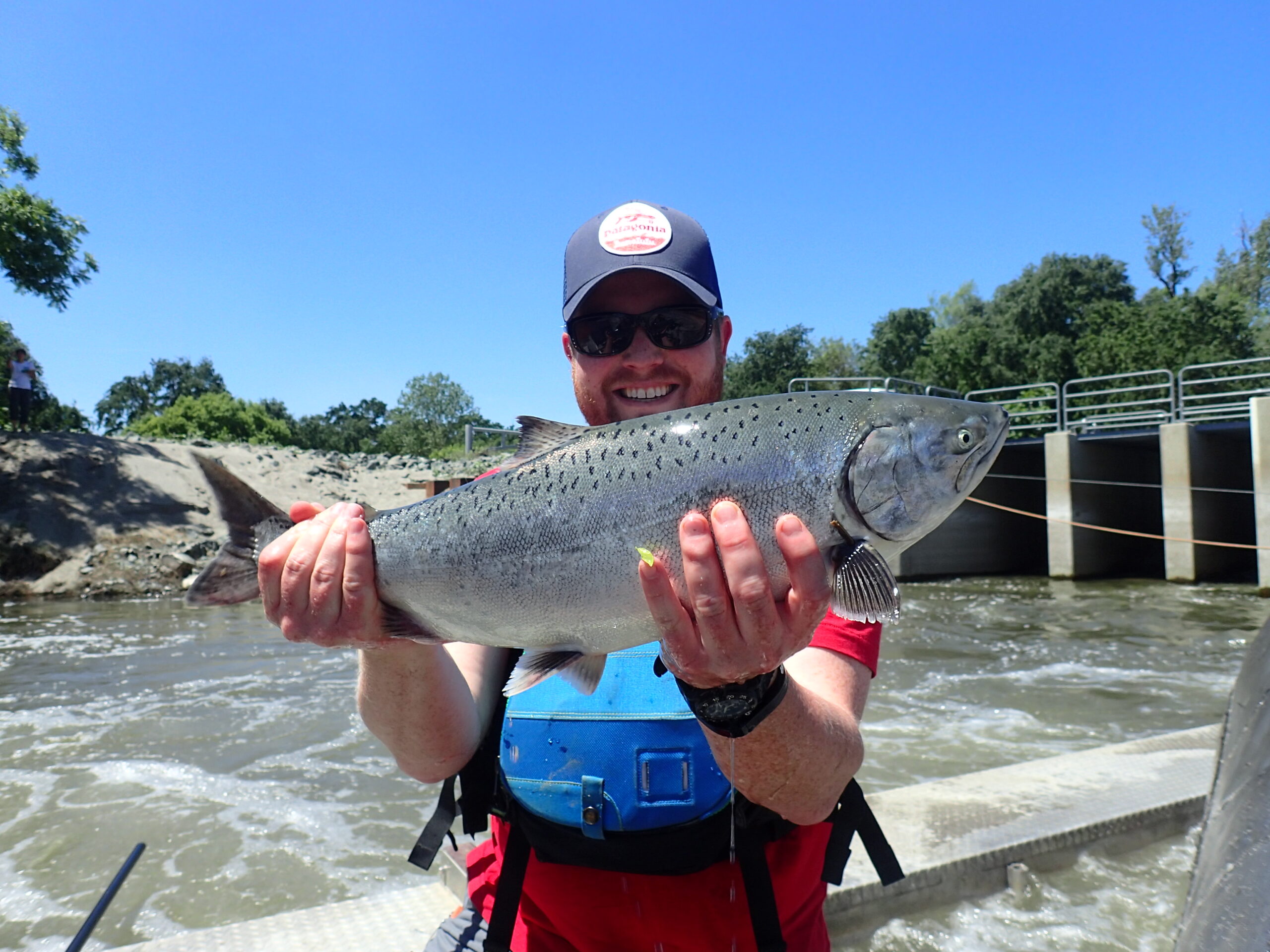 Researcher holding up Chinook salmon in Sacramento River