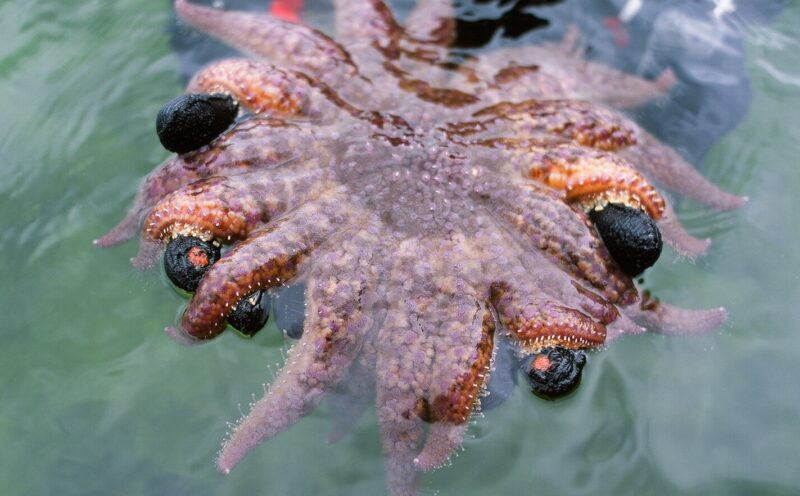 UC Santa Cruz students discover sunflower sea stars keep kelp-hungry urchins at bay