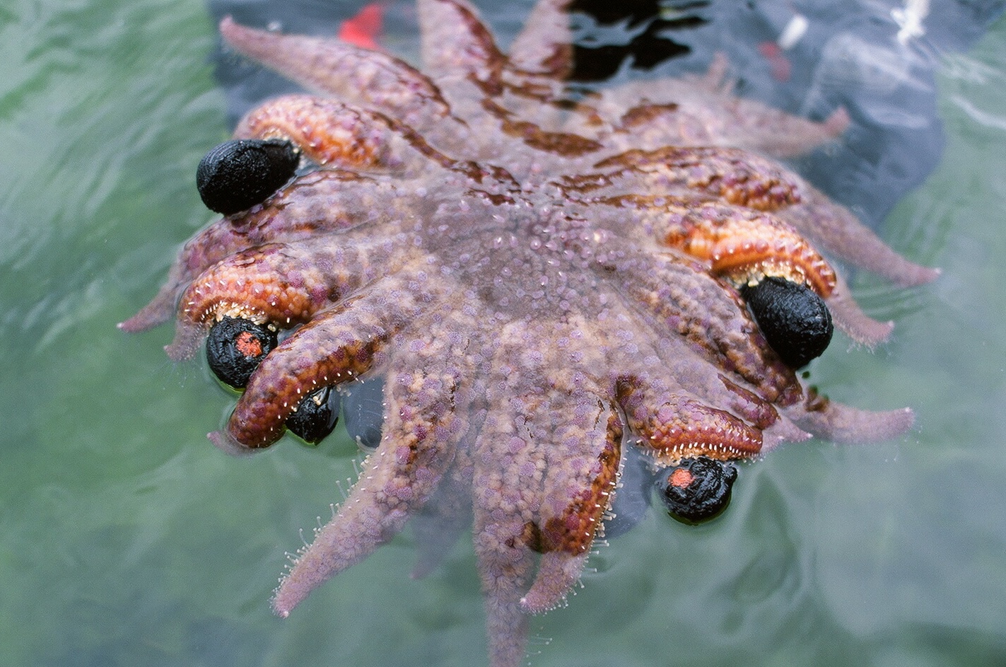 Closeup of sunflower seastar in diver's hands