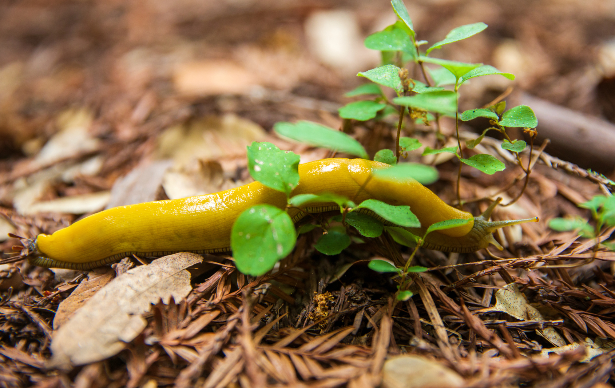 Banana slug on the move