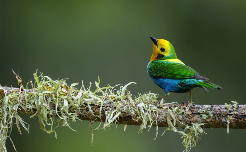 Birdwatching tourism is booming. Some countries are benefiting, while others are left behind