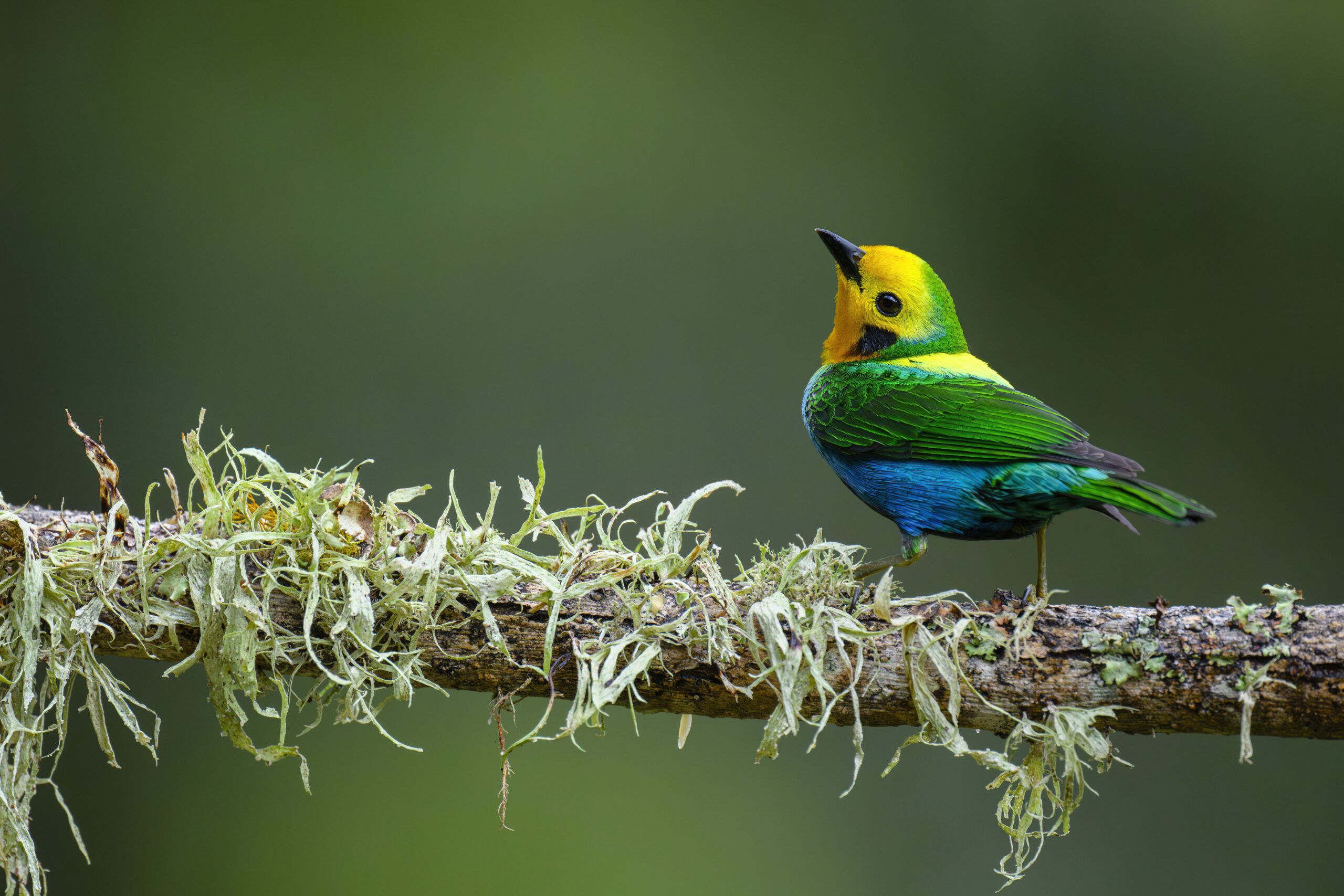 A brightly colored small bird sits in a tree on a moss covered branch.