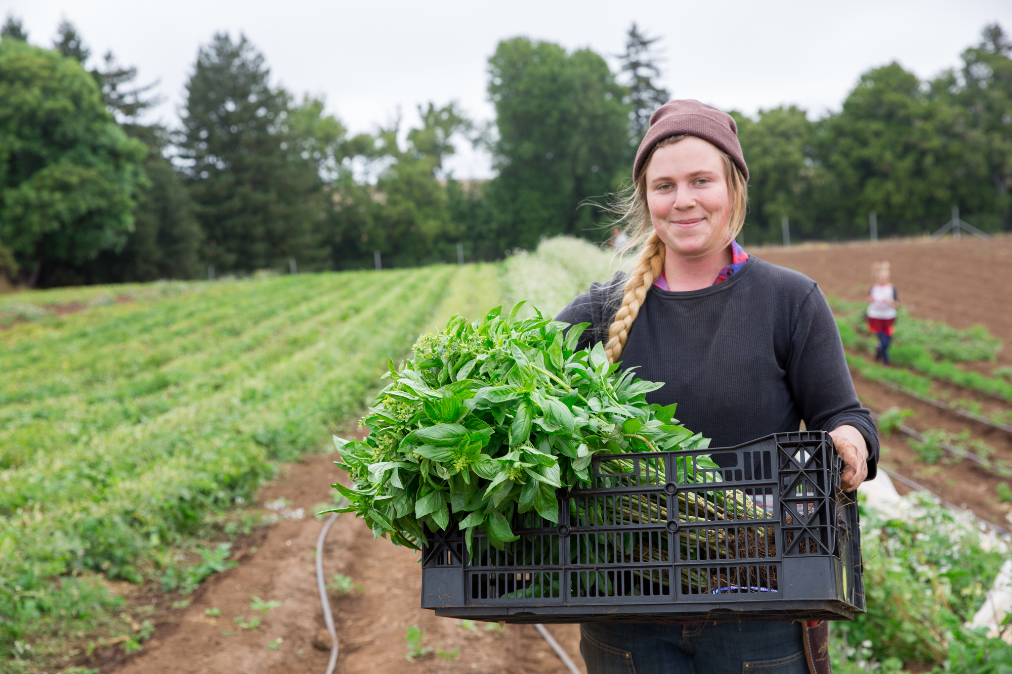 Harvesting radishes at the UC Santa Cruz farm