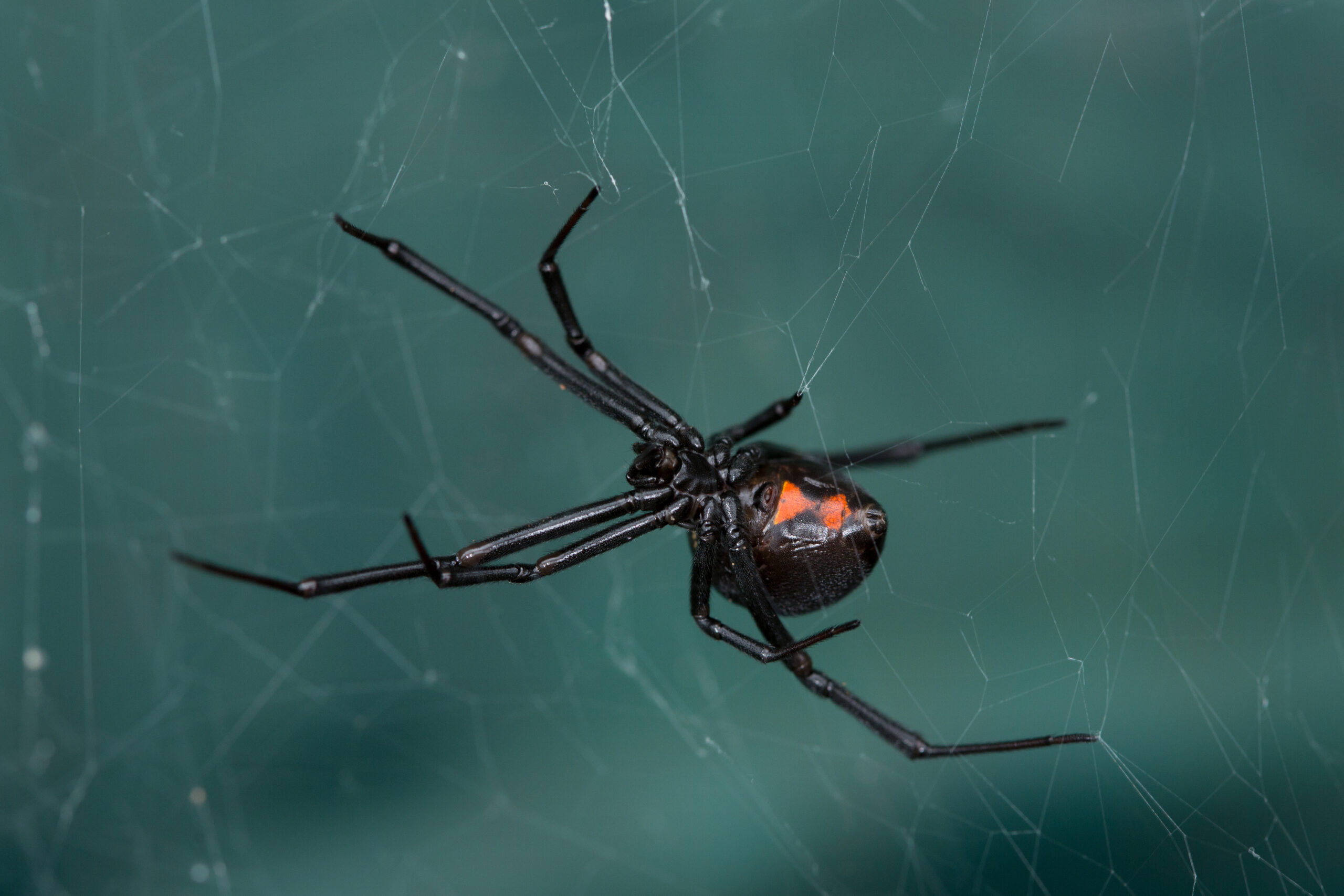 A female Black Widow (Latrodectus hesperus) spider on her sticky web.