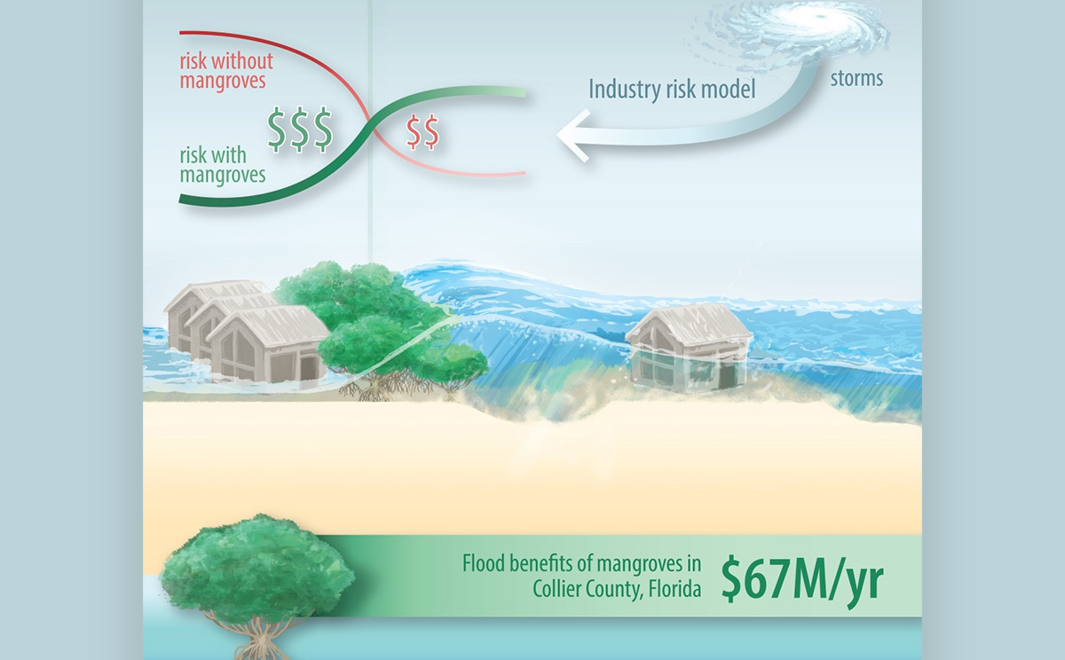 Infographic conveying the monetary benefit of mangroves for coastal properties