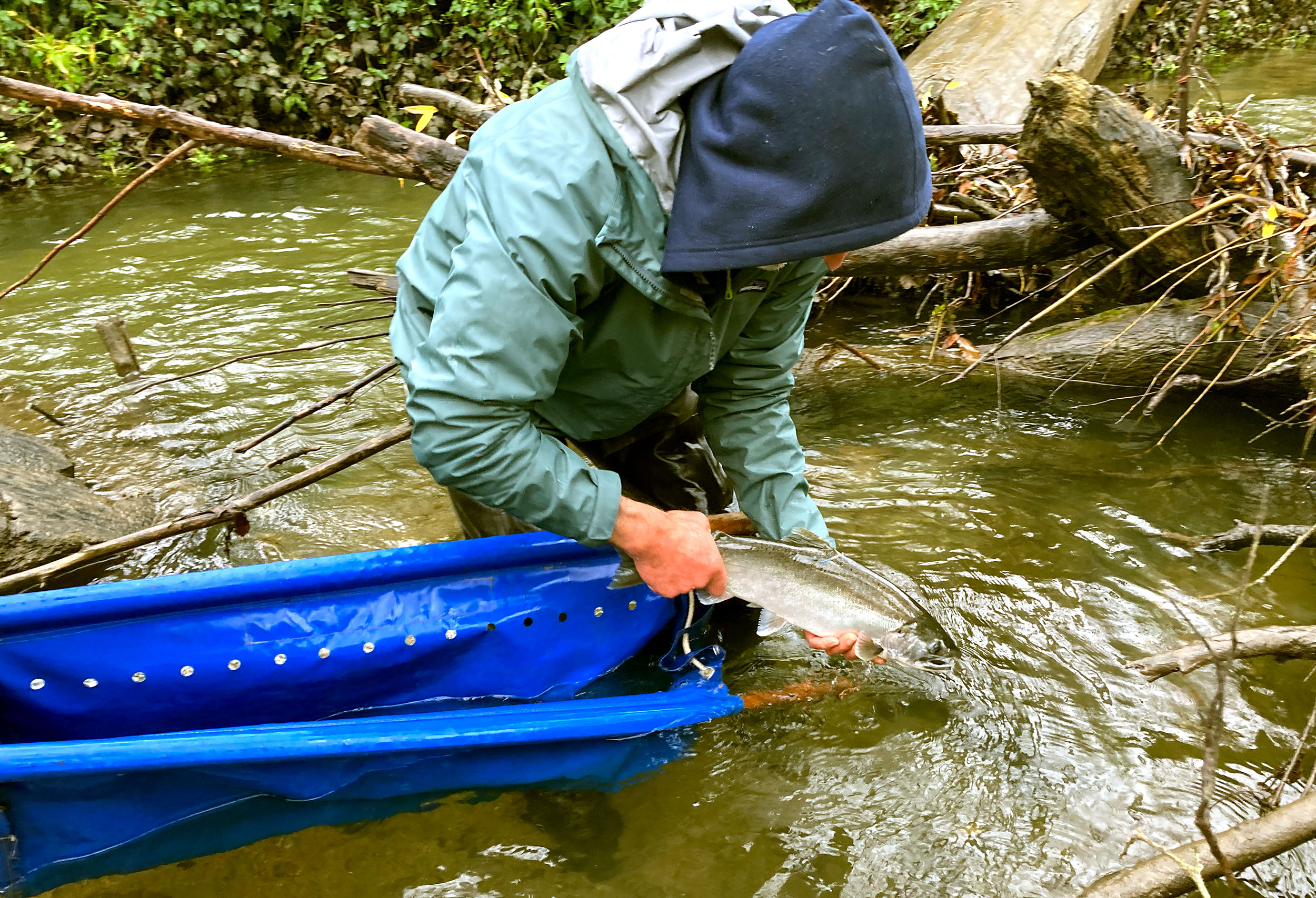 Scientists releases a salmon at Scott Creek