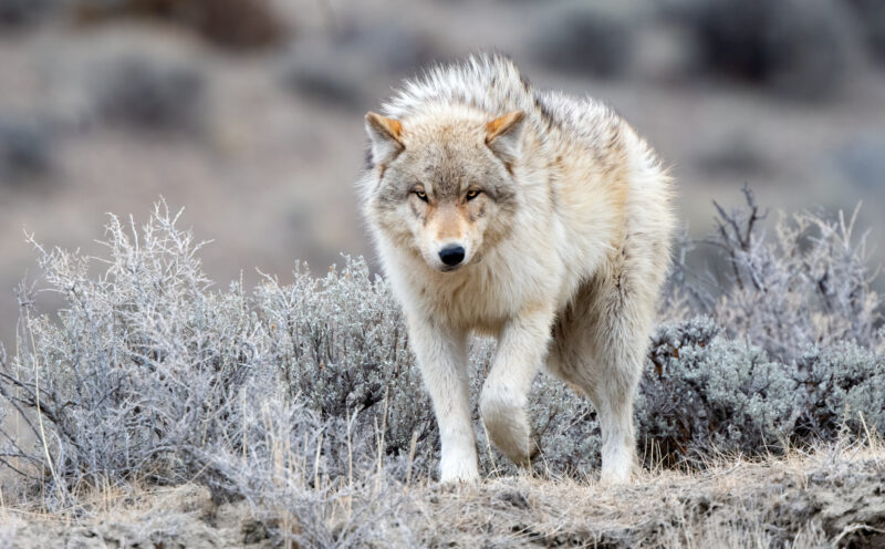 What happens to ecosystems when you restore iconic top predators? It’s more complicated than you might think.