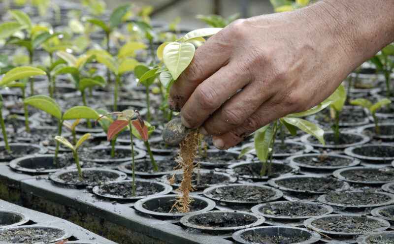 New global directory of reforestation organizations helps would-be donors maximize the impact of their philanthropy