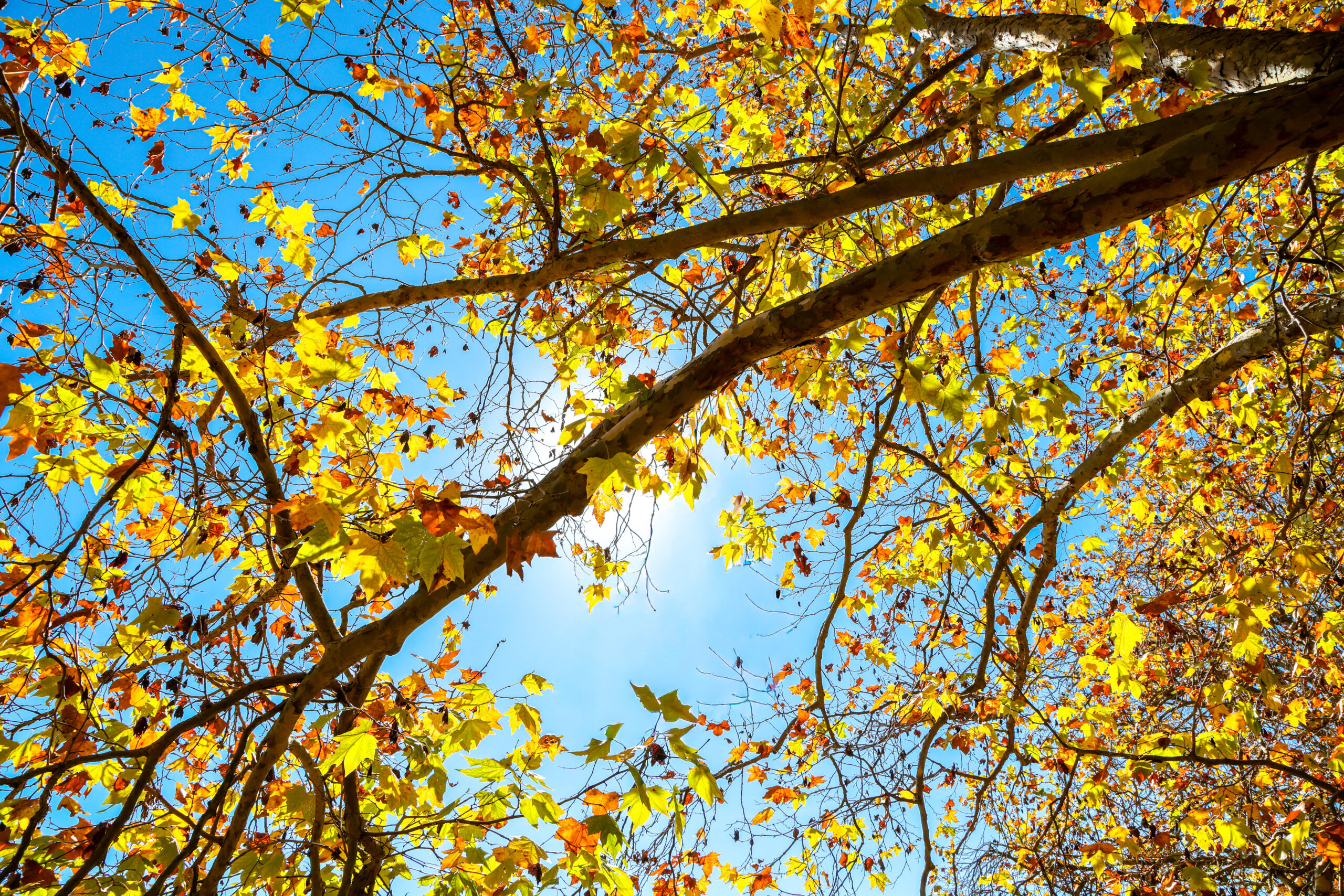 Gorgeous golden leaves at the base of campus