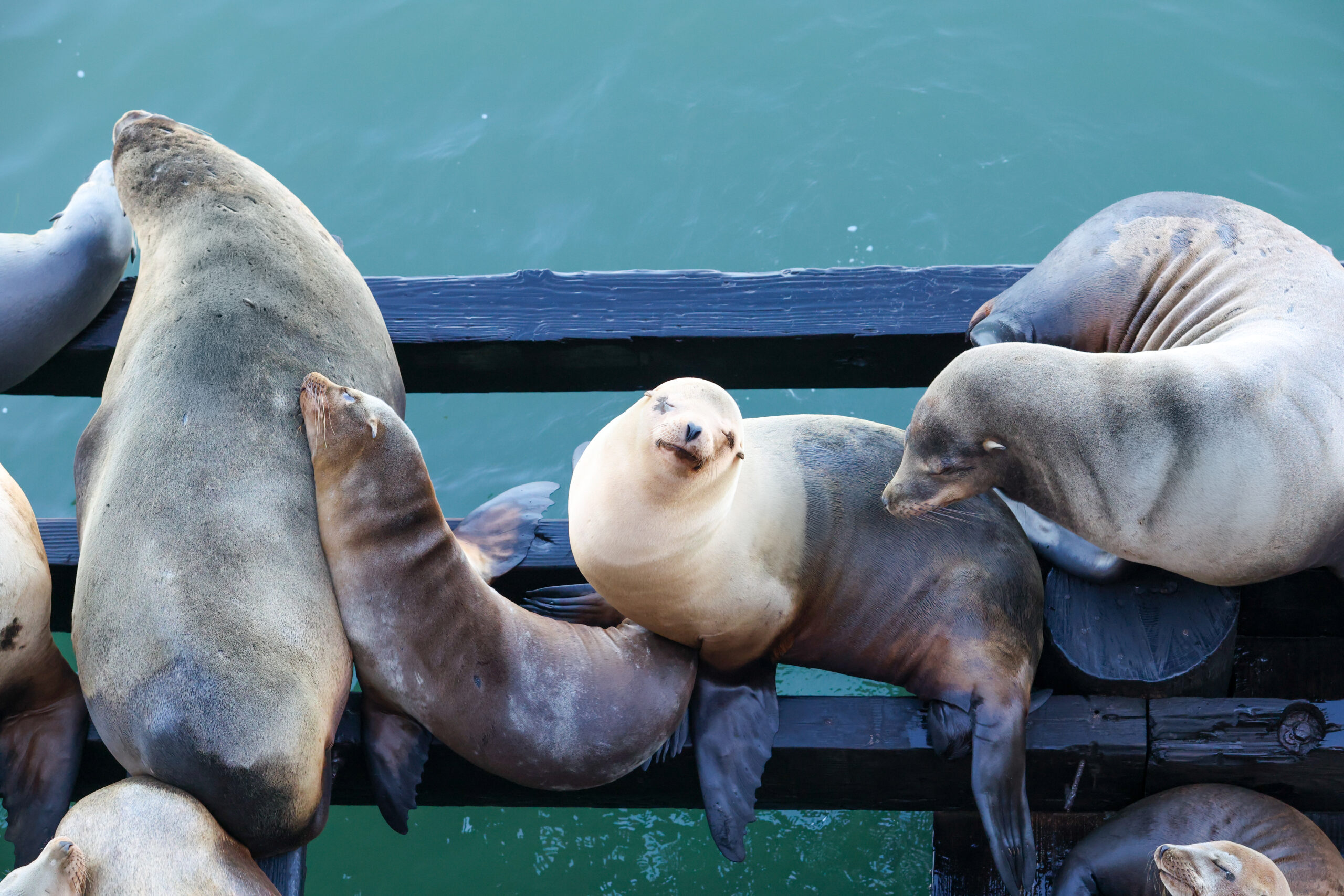 Sweet faced sea lion with a heart nose at the Santa Cruz wharf