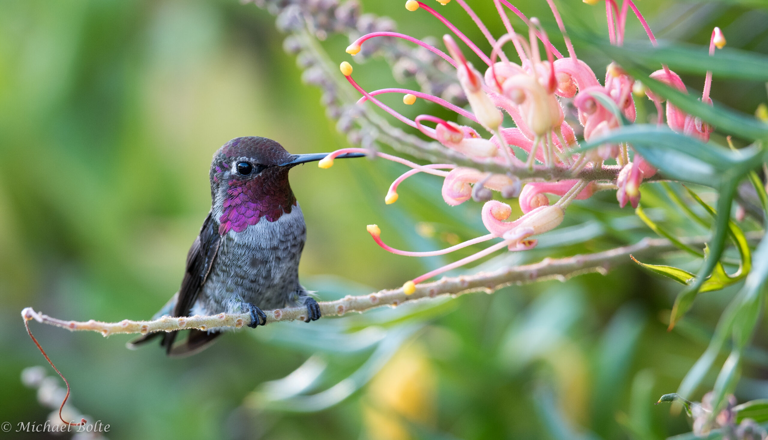 Sweet little Anna’s hummingbird at rest