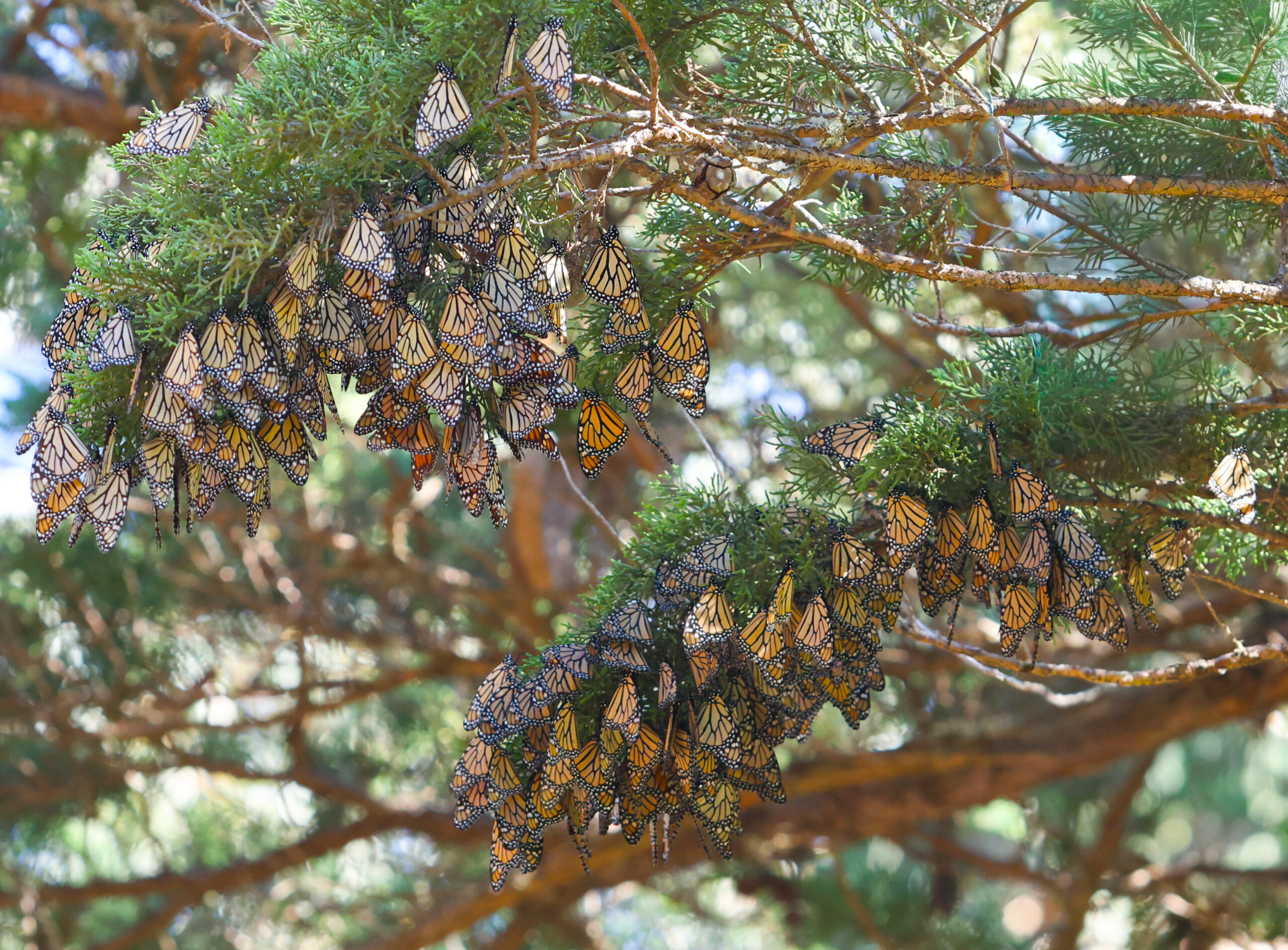 Butterflies cluster together in the trees for warmth